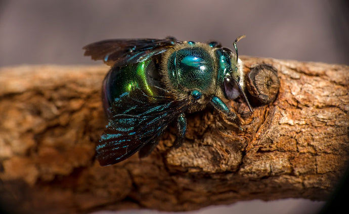 Bee Feature : The Peacock Carpenter Bee