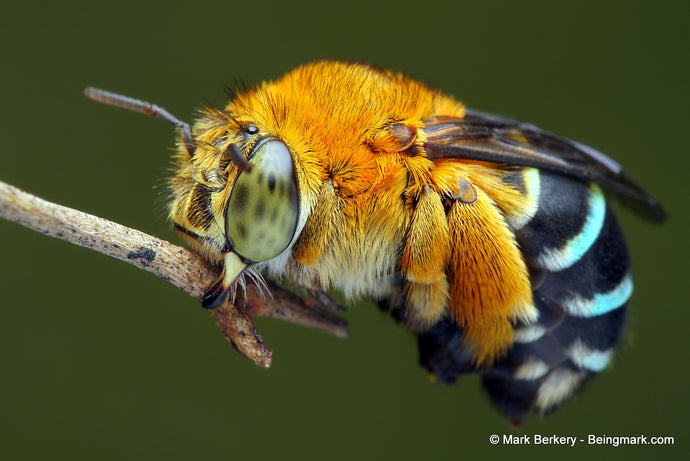 Bee Feature: The Blue Banded Bee