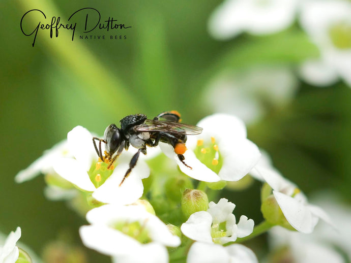 Bee Feature : Stingless Native Bees